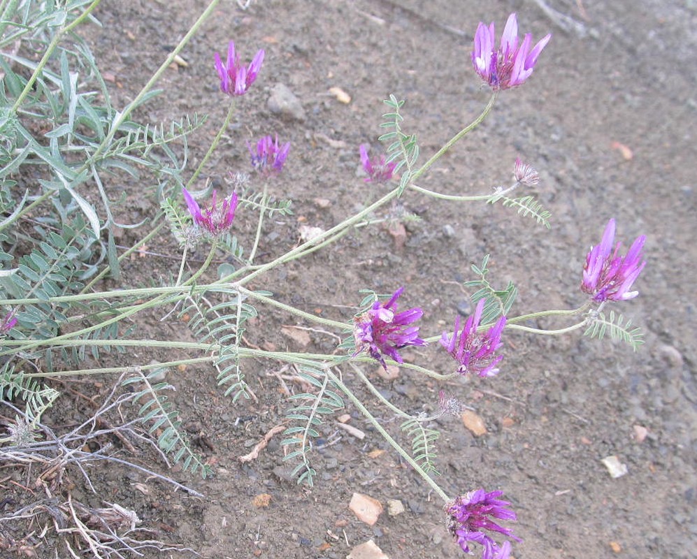 Изображение особи род Astragalus.