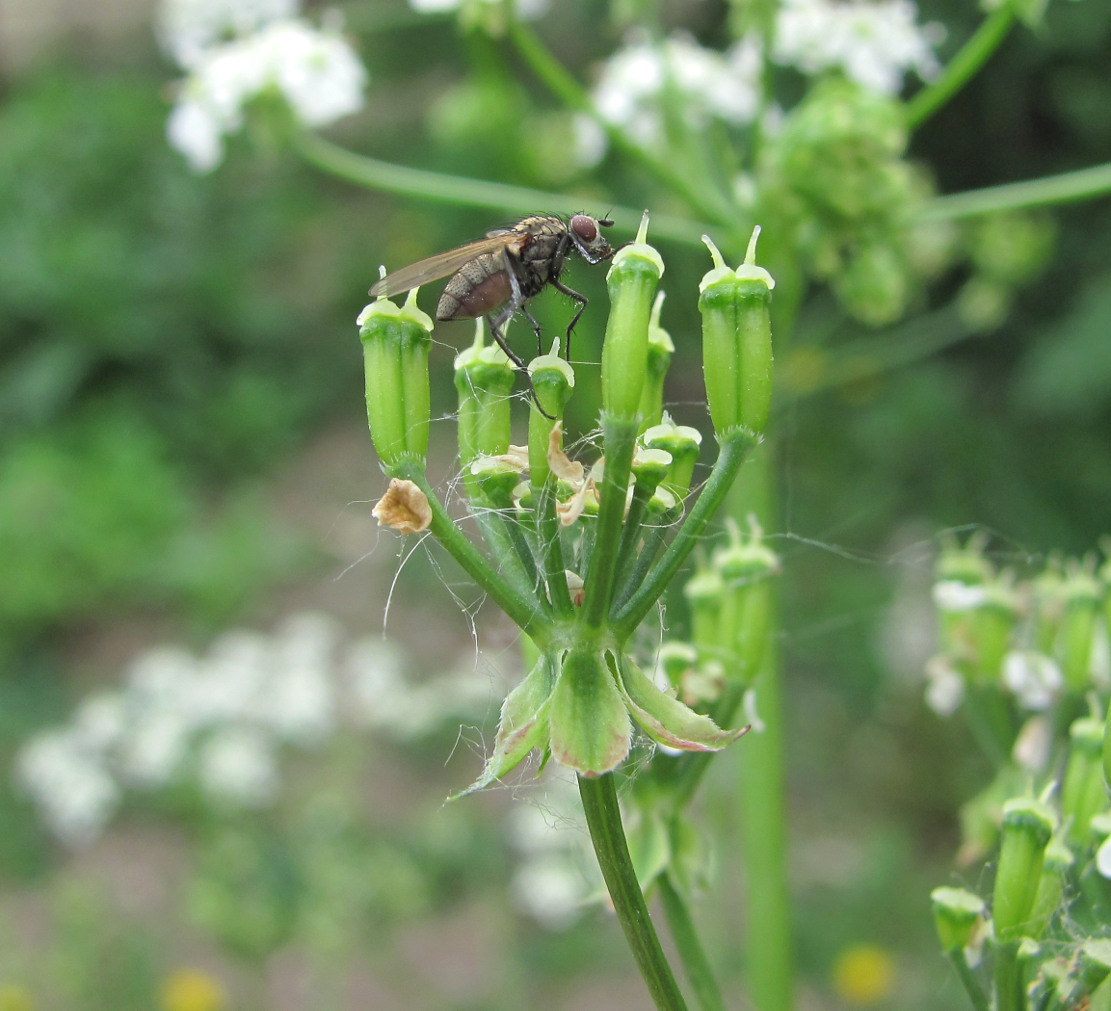 Изображение особи Anthriscus sylvestris.