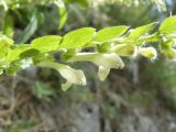 Scutellaria albida. Часть соцветия. Крым, Ялта, ущелье Уч-Кош. 11.06.2010.