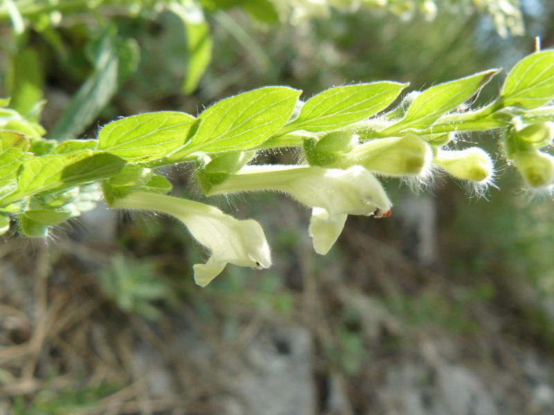 Image of Scutellaria albida specimen.