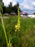 Melilotus officinalis