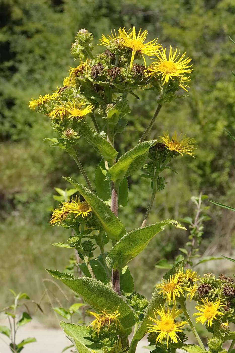 Изображение особи Inula helenium.