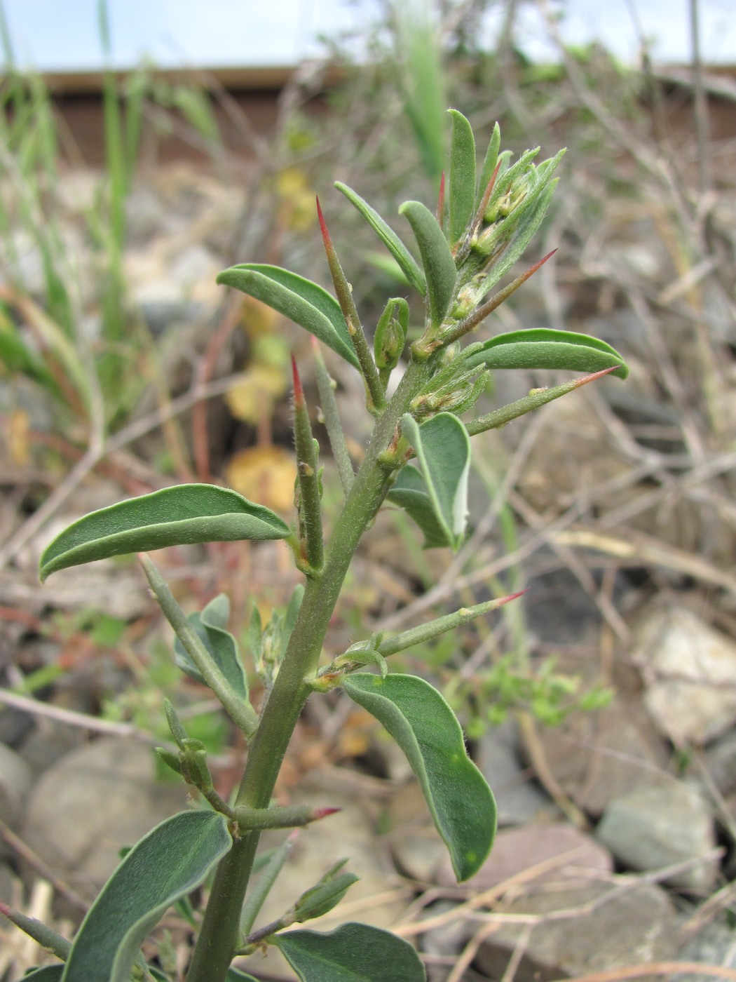 Image of Alhagi pseudalhagi specimen.