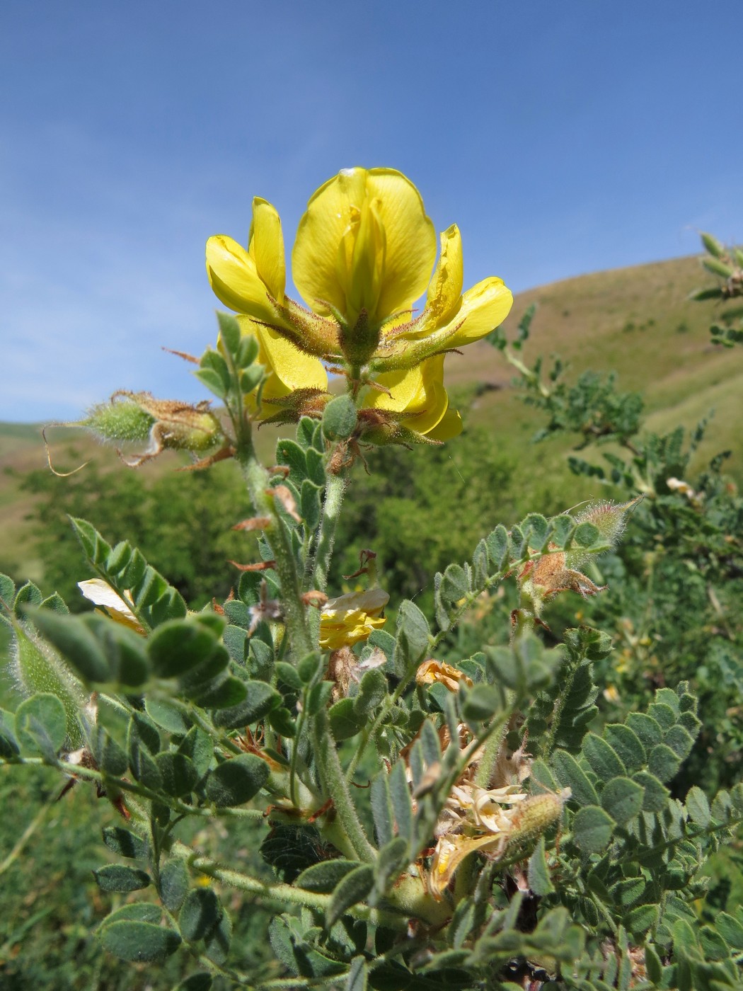 Изображение особи Calophaca tianschanica.