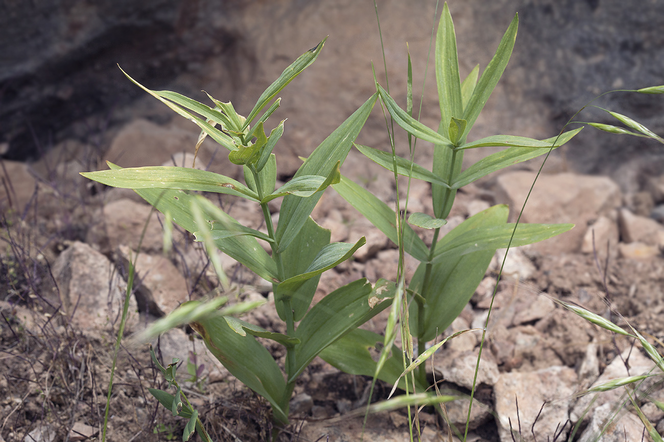 Image of Polygonatum sewerzowii specimen.