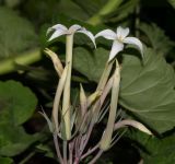 Kalanchoe marmorata