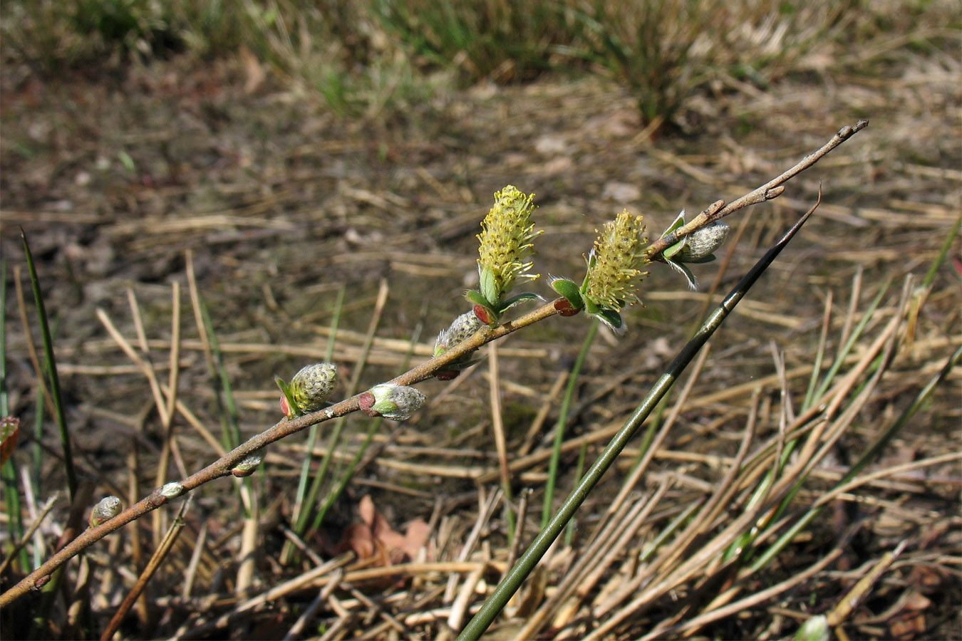 Изображение особи Salix repens.