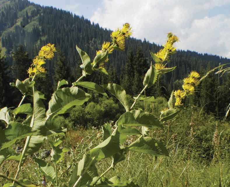 Изображение особи Inula racemosa.