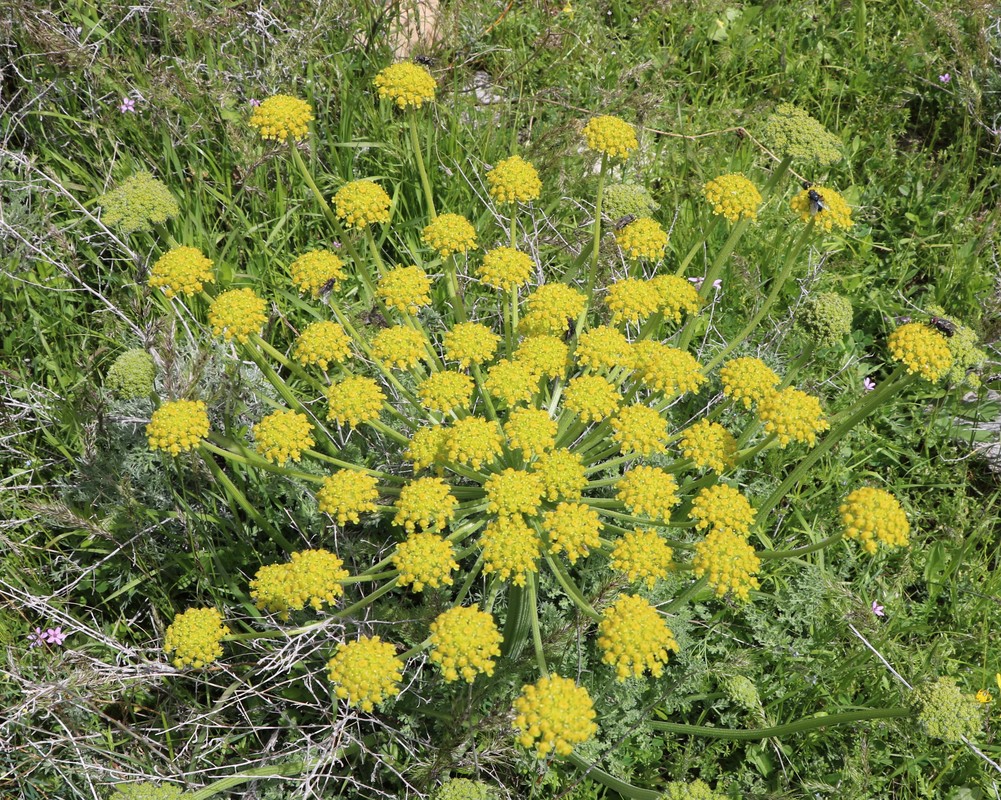 Изображение особи Zosima absinthifolia.