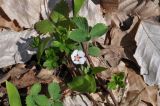 Potentilla micrantha. Цветущее растение. Республика Адыгея, левый борт долины р. Белая на участке от скалы Пронеси Господи до устья руч. Большой Руфабго, буковый лес. 07.04.2019.