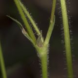 Fragaria viridis. Часть стебля с основаниями листьев и боковых побегов. Саратов, Кумысная поляна, широколиственный лес (дуб, клён), небольшая поляна. 22.05.2019.