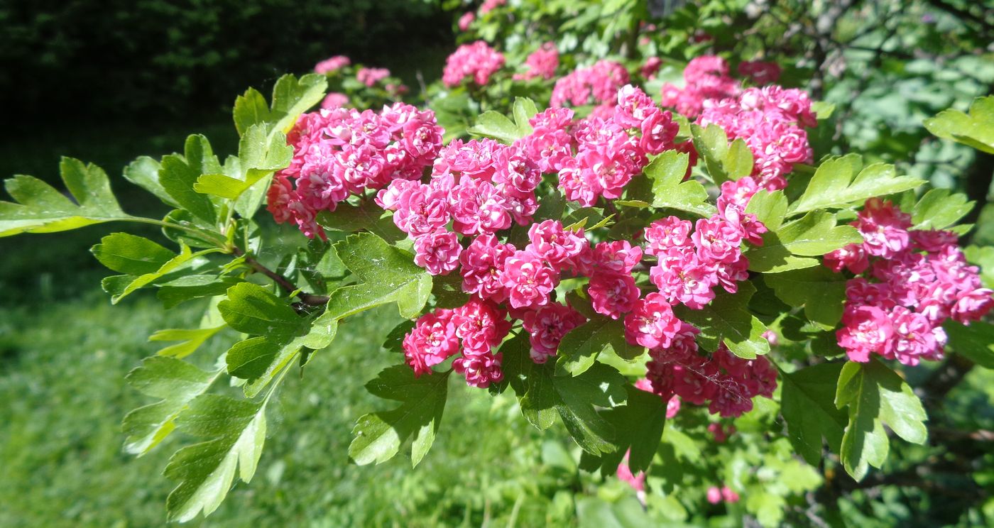 Image of Crataegus × media specimen.