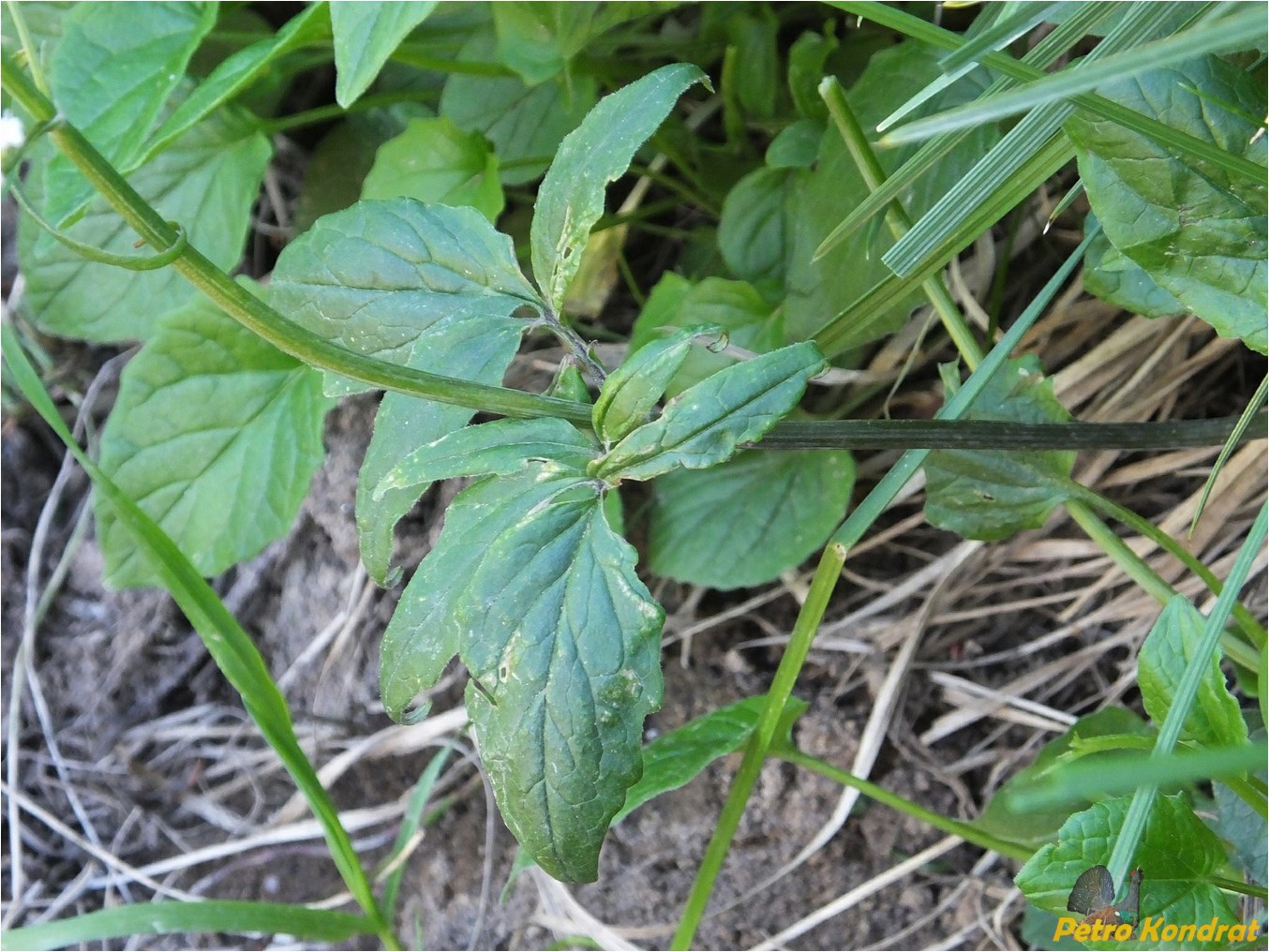 Изображение особи Valeriana tripteris.