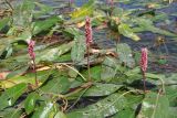 Persicaria amphibia