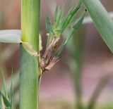 Arundo donax