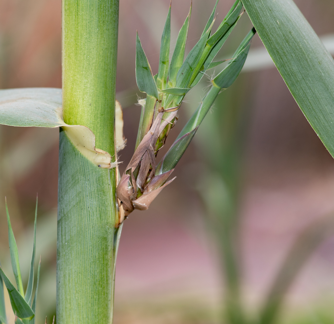 Изображение особи Arundo donax.