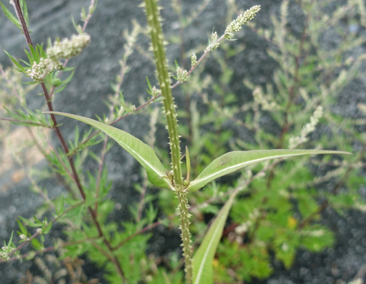 Изображение особи Dipsacus fullonum.