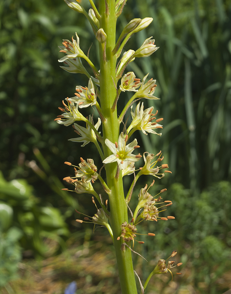 Изображение особи Eremurus spectabilis.