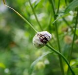 Allium sativum