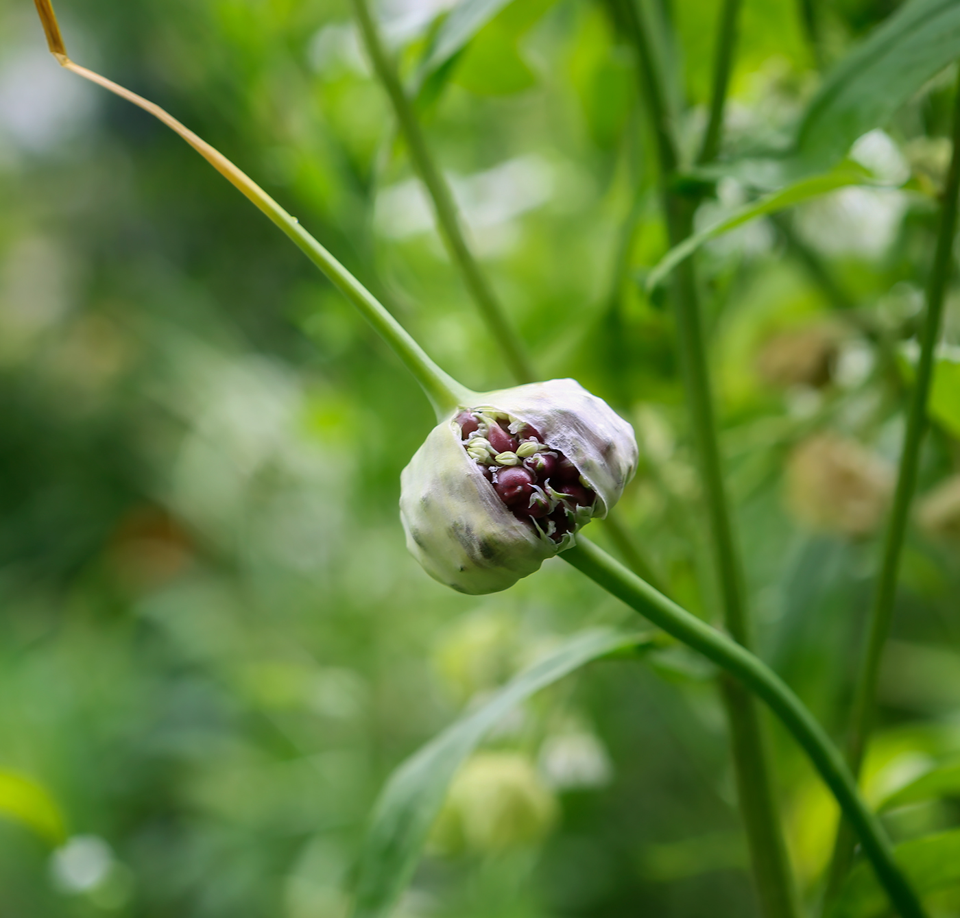 Изображение особи Allium sativum.