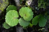 Chrysosplenium alternifolium. Листья. Кировская обл., г. Кирово-Чепецк, лесопарк, новая трасса под ВЛЭП. 15.08.2019.