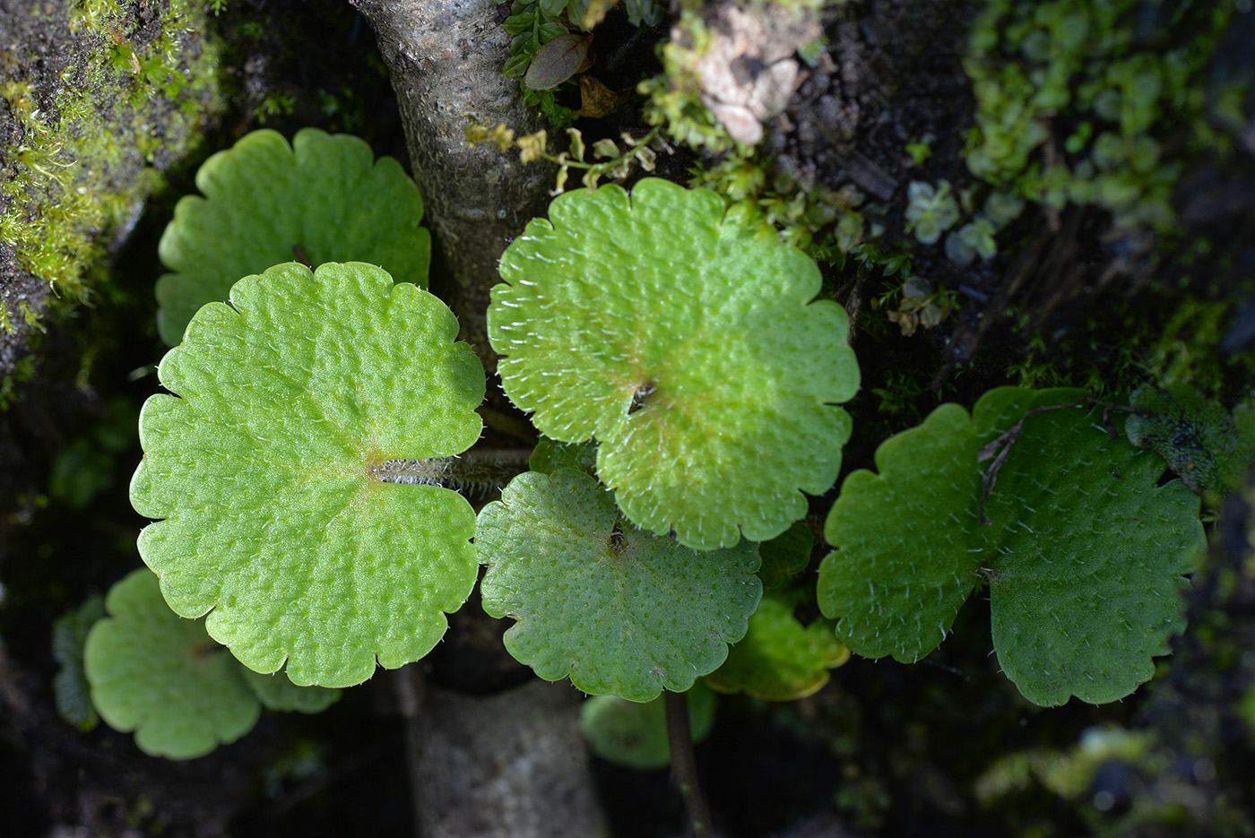 Image of Chrysosplenium alternifolium specimen.