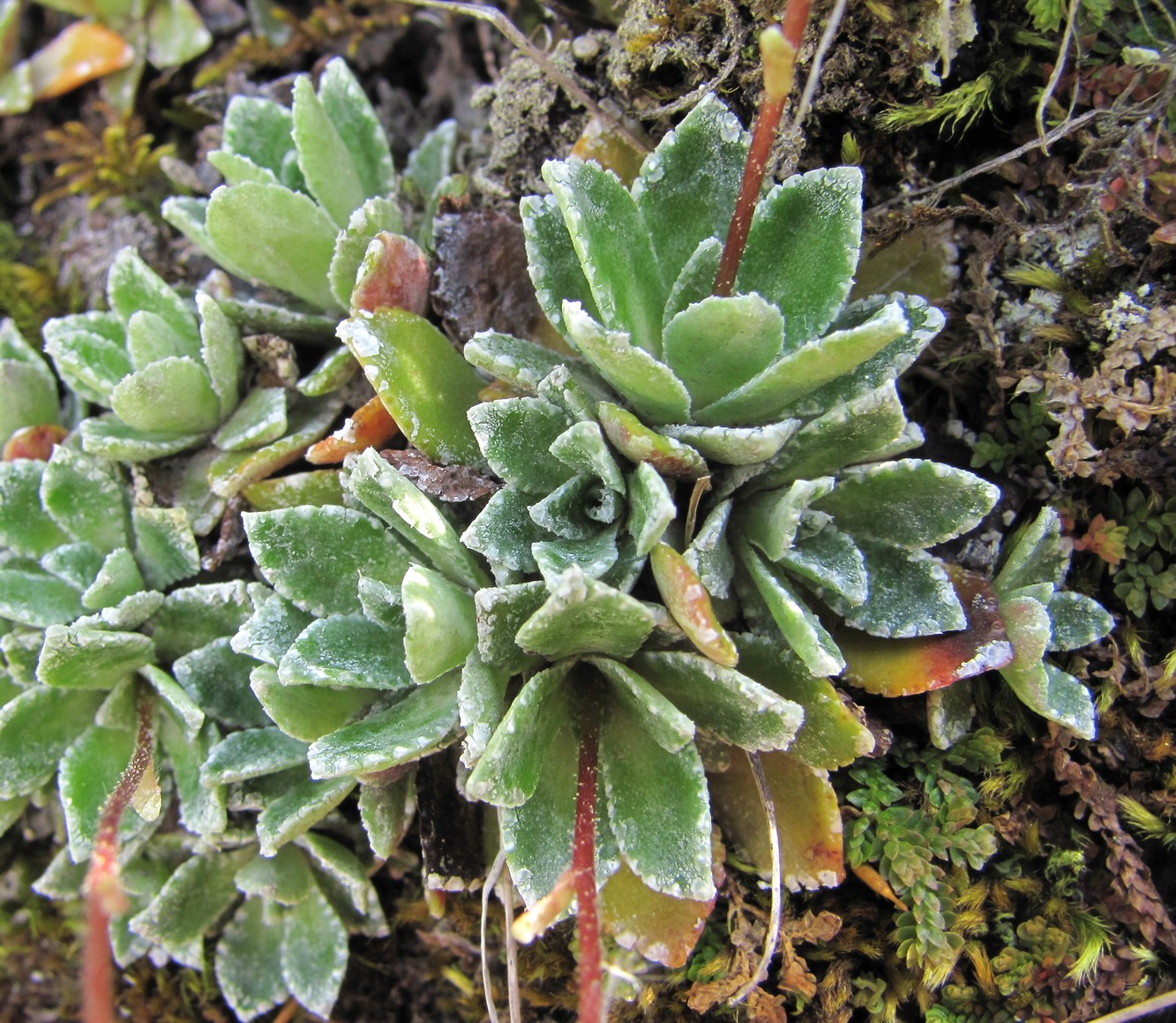 Image of Saxifraga cartilaginea specimen.