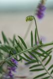 Vicia villosa