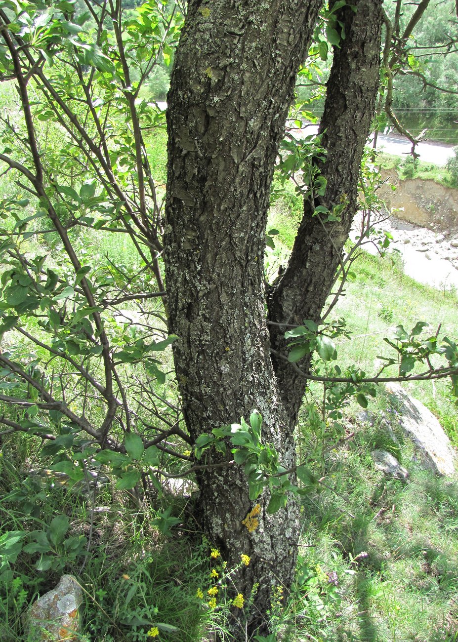 Image of Rhamnus cathartica specimen.