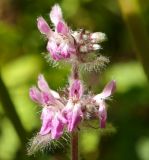 Stachys spectabilis