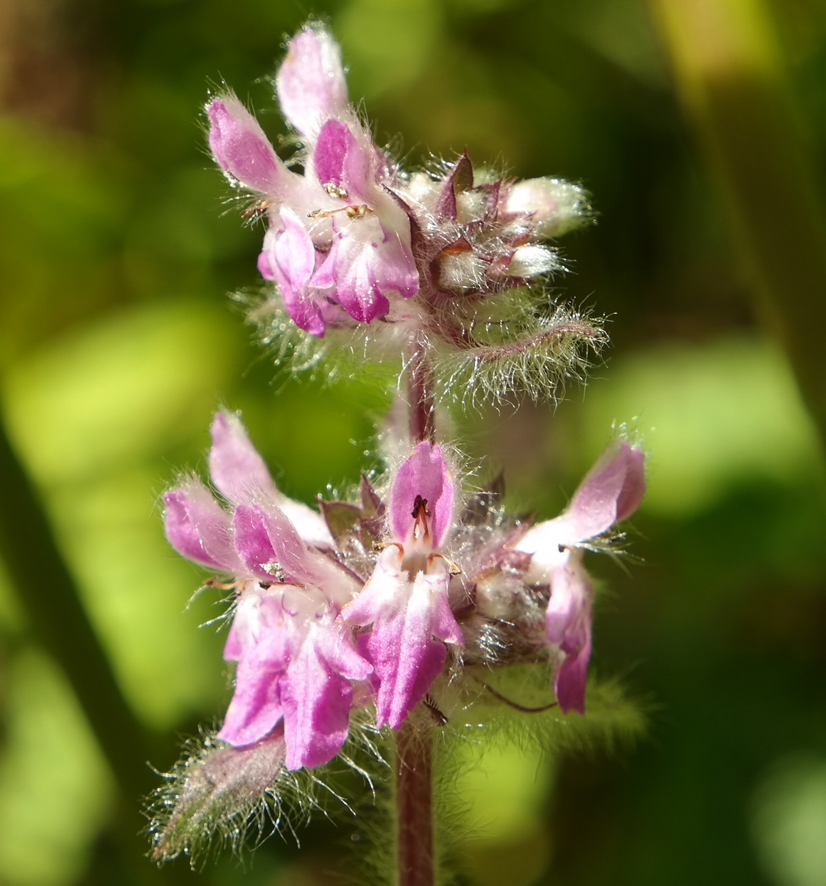 Изображение особи Stachys spectabilis.