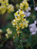 Linaria vulgaris. Верхушка побега с соцветием. Челябинская обл., Сосновский р-н, долина р. Миасс, окр. с. Кайгородово, луг. 08.08.2019.