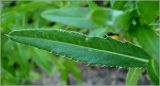 Cirsium setosum. Лист. Чувашия, г. Шумерля, берег р. Сура выше Наватских песков. 24 июля 2010 г.