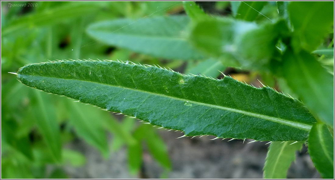 Изображение особи Cirsium setosum.