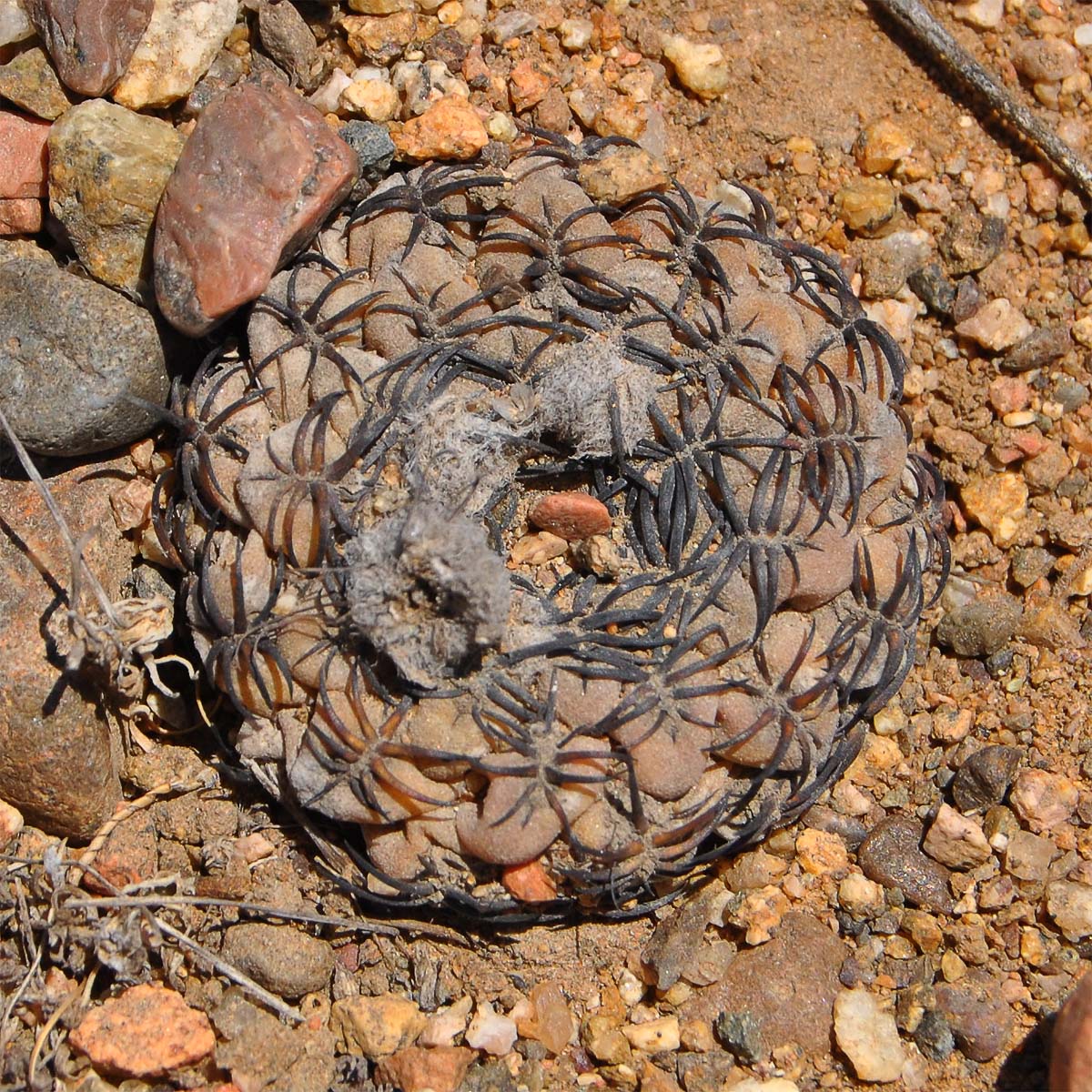 Image of Eriosyce napina specimen.