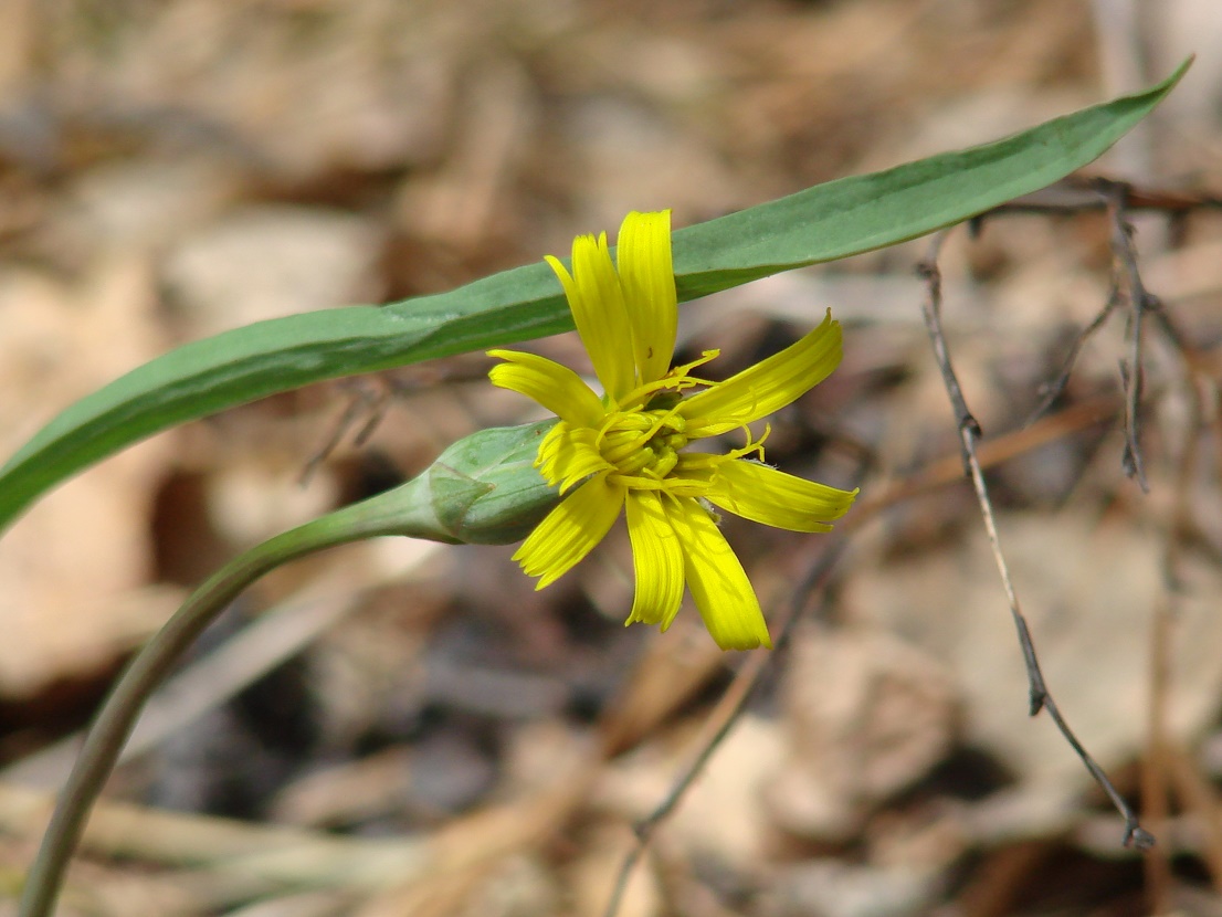 Image of Scorzonera austriaca specimen.