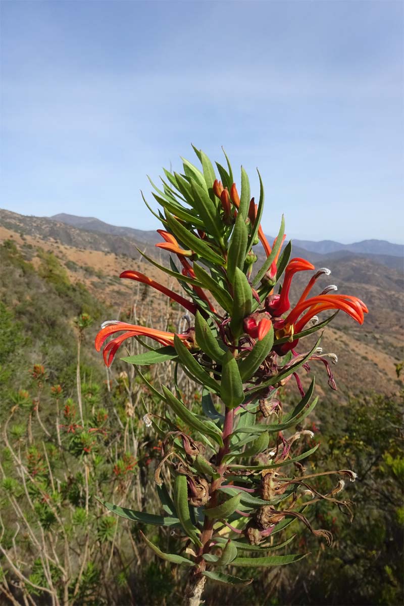 Изображение особи Lobelia excelsa.
