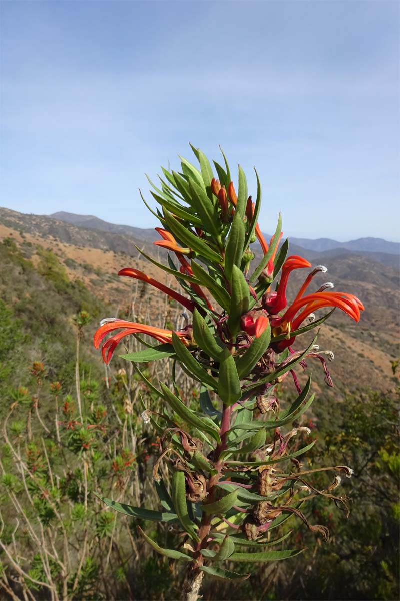 Изображение особи Lobelia excelsa.