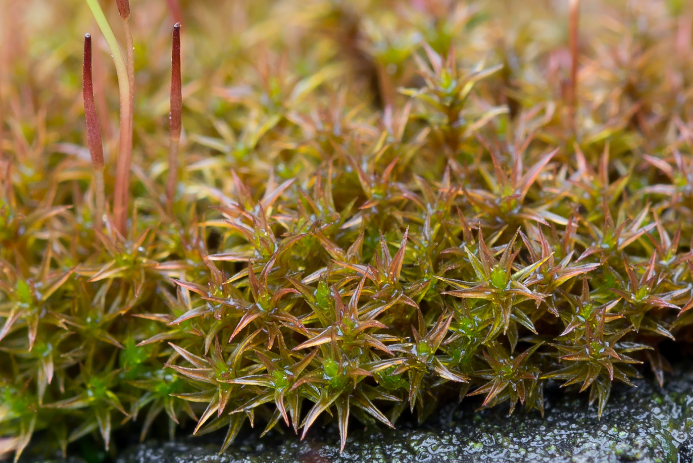 Изображение особи Ceratodon purpureus.