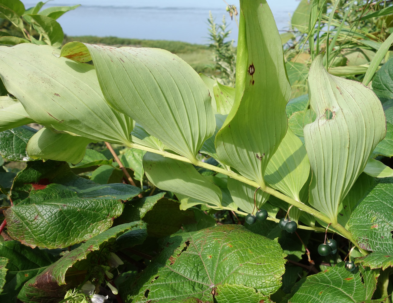 Изображение особи Polygonatum maximowiczii.