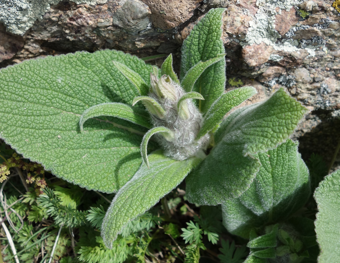 Image of Phlomoides oreophila specimen.