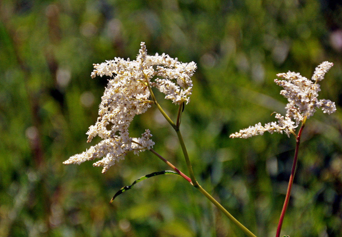 Изображение особи Aconogonon alpinum.