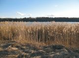 Phragmites australis. Заросли плодоносящих растений с высохшими побегами. Костромская обл., Костромской р-н, окр. пос. Козловы Горы, берег р. Волга. 25.04.2017.