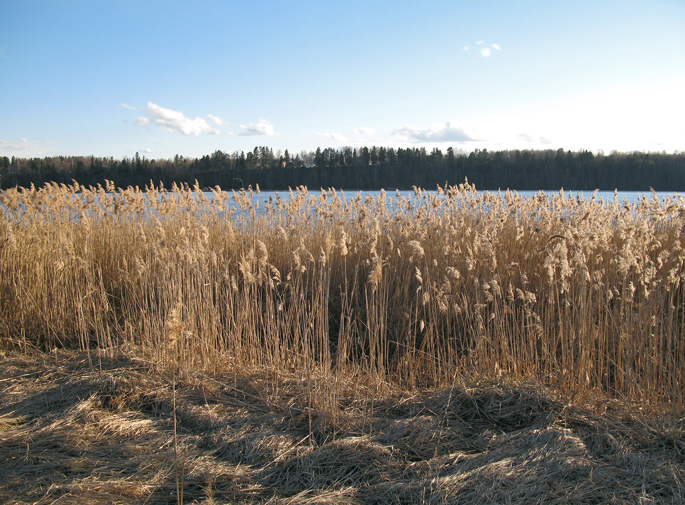 Image of Phragmites australis specimen.