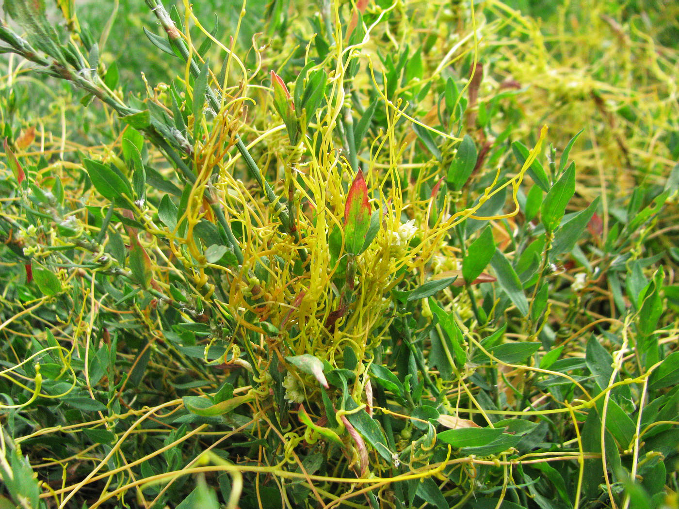 Изображение особи Cuscuta campestris.