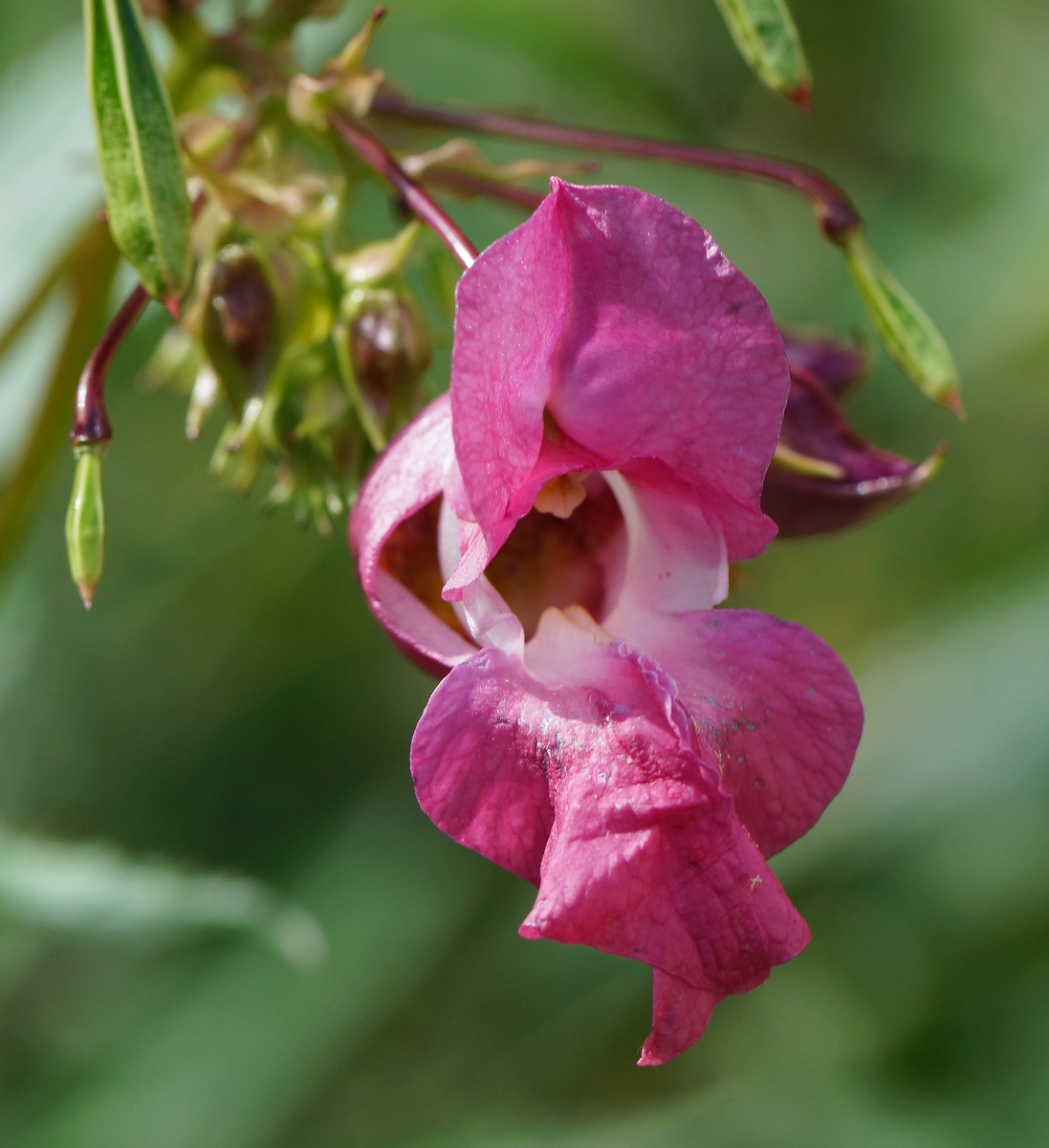 Image of Impatiens glandulifera specimen.