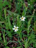 Stellaria holostea. Верхушка цветущего растения. Новгородская обл., оз. Валдай, о-в Сельвицкий, смешанный лес. 12.05.2019.