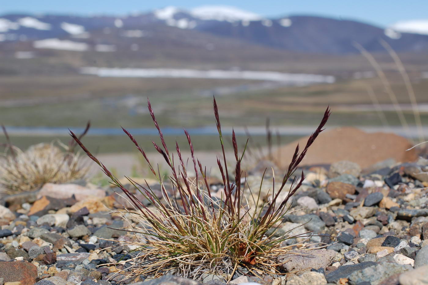 Image of Festuca brevissima specimen.