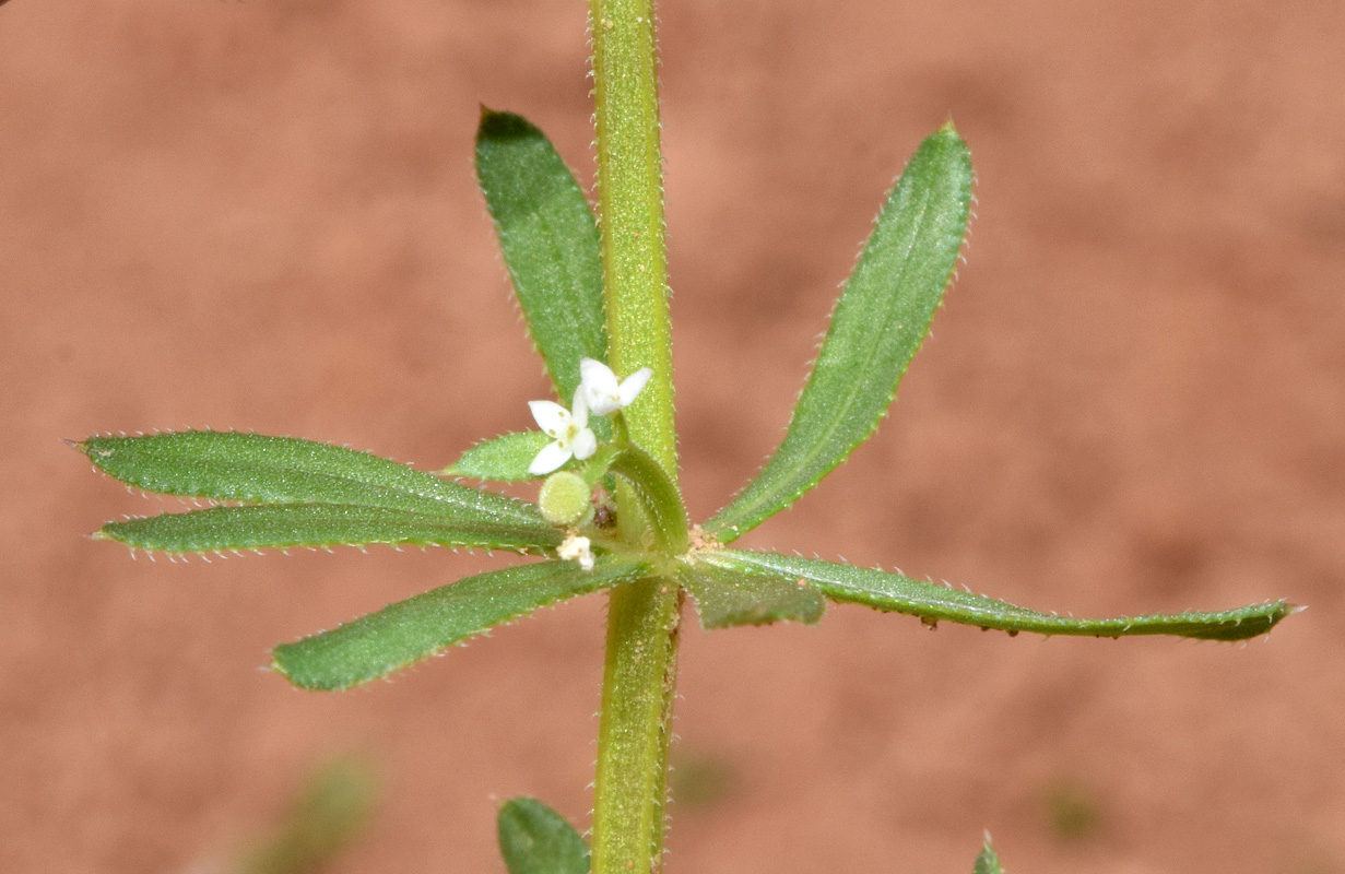 Изображение особи Galium aparine.