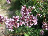 Origanum vulgare. Верхушки цветущих побегов. Украина, Черкасская обл., Каневский р-н, Региональный ландшафтный парк \"Трахтемиров\". 3 июля 2010 г.